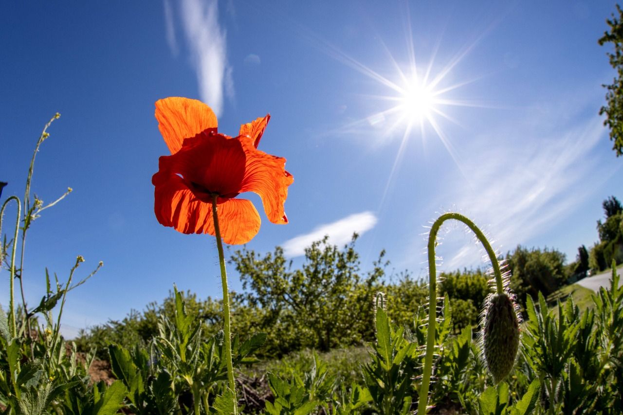 Fr-hling-dreht-auf-Bis-zu-24-Grad-in-sterreich